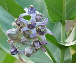 Posey is an english name meaning 'bunch of flowers'. Calotropis Gigantea Wikipedia