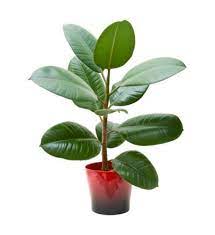 Fill a plastic pot that is 2 inches larger than the current pot, half full of potting soil. Repotting A Rubber Plant Learn When And How To Repot Rubber Tree Plants