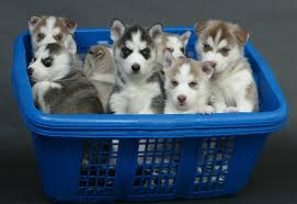 Baby Siberian Husky Black And White Siberian Husky Puppies In Basket Siberian Husky Puppies Husky Puppy Husky Puppies For Sale