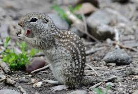 Maybe you would like to learn more about one of these? Ground Squirrel Control Alpine Wildlife Control