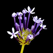 Image result for Pentanisia