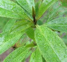 Image result for Myoporum laetum