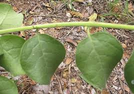 Image result for Rytigynia sp. N