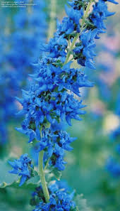 Image result for Coleus thyrsoideus