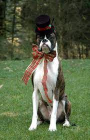 Pin Auf Gone To The Dogs