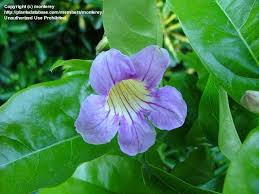 Image result for Bignonia callistegioides