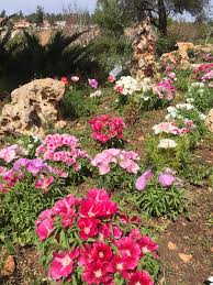 פארק אוטופיה הינו יער גשם טרופי ראשון מסוגו בעולם אשר נבנה במטרה לגדל צמחים טרופיים כמו ביערות הגשם ברחבי העולם. ×¤××¨×§ ×™×•×'×œ Yuval S Park Home Facebook