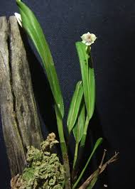 Image result for Polystachya laurentii