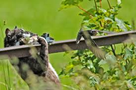 Die einen zählen schnurrende stubentiger zu ihren hausgenossen, während sich andere über den besuch von fremden katzen im garten maßlos aufregen. Katzen Und Vogel Tipps Fur Garten Und Katzenbesitzer Lbv Gemeinsam Bayerns Natur Schutzen