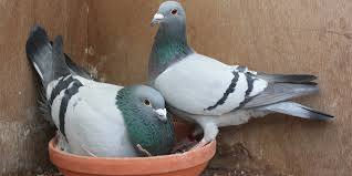 Pigeon Breeding Techniques Line Breeding Crossing And