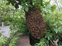 Will collect swarms and remove honeybees from walls and structures. Colorado Bee Swarm Hotline Free Removal Backyardhive