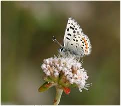 Image result for Smithia erubescens