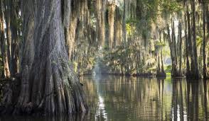 What Is The Difference Between Marshes And Swamps In 2020 Swamp Cypress Swamp Photo Wallpaper