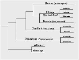Primate Lineage Cladogram Human Art Primates Science