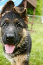 When you get a highlander german shepherd puppy you are also getting life long support. German Shepherd Puppies Ny Pets Lovers