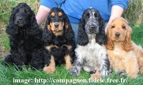 Accueil Elevage Des Reves De Skadi Eleveur De Chiens Cocker Spaniel Anglais
