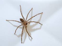 Though sharks, spiders, and snakes get the majority of bad press, it is actually an awesome array of predators and venomous critters that have earned australia its fearsome reputation. Common Spiders Poisonous Or Painful Acacia Pest Control Geelong