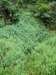 Image result for Panicum hochstetteri