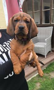 Image result for alpský brakýř jezevčíkovitý