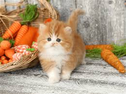 Teacup persian kittens for sale, breeders of the finest doll faced persian kittens found anywhere. Red White Persian Kittenssupior Quality Persian Himalayan Kittens For Sale In A Rainbow Of Colors In Business For 32 Years