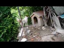 Kopegim Bana Saldirdi Youtube