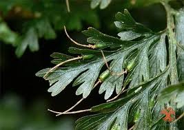 Image result for Vandenboschia gigantea