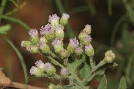 Image result for Pluchea dioscoridis