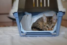 Check out queen victoria market and marvel stadium. Yoruke Dog Kennel Cattery Countryside Pet Resort