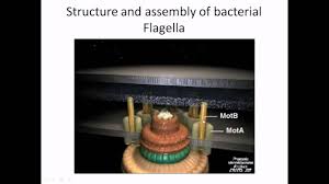 Browse the top sources online for your results. Flagella Structure And Assembly Youtube