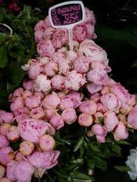 We did not find results for: Flower Market Unlike Most Wholesale Flower Markets Nyc S Does Not Require A License To Shop There So After 8 A M Ma