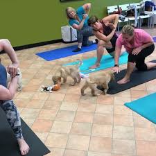 Categories:garden centers, pet food & supplies retail, pet related services, pet shops. All Pets Club 61 Photos 36 Reviews Pet Stores 479 E Main St Branford Ct Phone Number