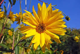 Lovepik provides 100+ jerusalem artichoke photos in hd resolution that updates everyday, you can free download for both personal and commerical use. Jerusalem Artichokes Growing Veggies Growing Veggies