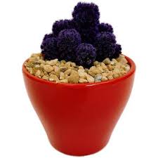 For a transitional dining expeience, apply this coral into this area. Cactus Succulents Plants Garden Flowers The Home Depot