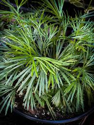 Image result for Crotalaria schliebenii