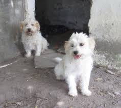 Und umgekehrt wird es auch für interessenten menschen, die tierheime besuchen, wollen gerne eine arme seele retten. Tierheim Hunde Suchen Ein Zuhause