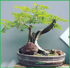 Zaharyasins items for sale on carousell. Bonsai Arabika Klampis Ireng Seni Bonsai Tanaman Liar