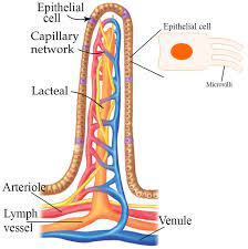 Portion Of A Villus Diagram Google Search Easy Doodle Art Teaching Practices Simple Doodles