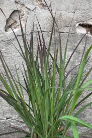 Image result for Andropogon chinensis