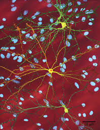 Maybe you would like to learn more about one of these? Biology Genetics Mendel S Experiments And Heredity Characteristics And Traits Oer Commons