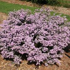 Coleonema Compacta Pink Diosma Australian Native Garden Planting Shrubs Plants