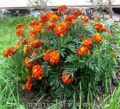 Check spelling or type a new query. Marigold Wikipedia Komposisi Kimia Dari Marigold Dan Sifat Farmakologis Marigold Dan Lansekap