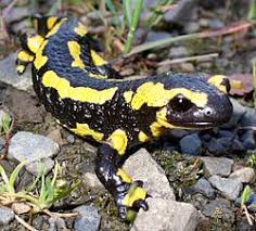 If you want to know how to say salamander in spanish, you will find the translation here. Salamander Wiktionary
