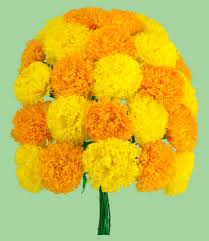 Learn how to make your own colorful paper flowers, a skill you can use all year long for family celebrations too! Mexican Paper Flowers