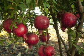 They grow on a tall tree, usually in the. Growing Pomegranates In Northern California Finegardening