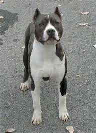 The american staffordshire terrier and. American Staffordshire Terrier Dog Breed Pictures 2