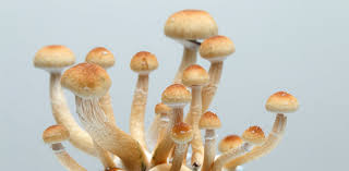 Image result for Psilocybin