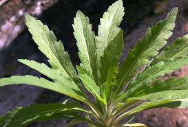 Image result for Erigeron sumatrensis