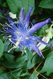 Pin By Suwandee95 Nimmanpisuit On Flores De Maracuja Passiflora Beautiful Flowers Flowers Nature Passion Flower