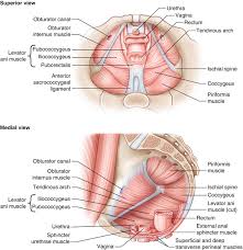Understanding the anatomy of the gracilis can help you make informed health care decisions in the event of an injury to this muscle. Anatomy Of The Female Genitourinary Tract Springerlink