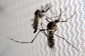 Kondisi ini kemungkinan merupakan gejala dari penyakit infeksi, seperti tifus, malaria, atau demam berdarah. Sebelum Sakit Kenali Gejala Demam Berdarah Dengue Lifestyle Bisnis Com